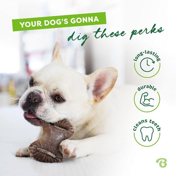 Benebone Tiny 2-Pack Dog Chew Toy - Image 3