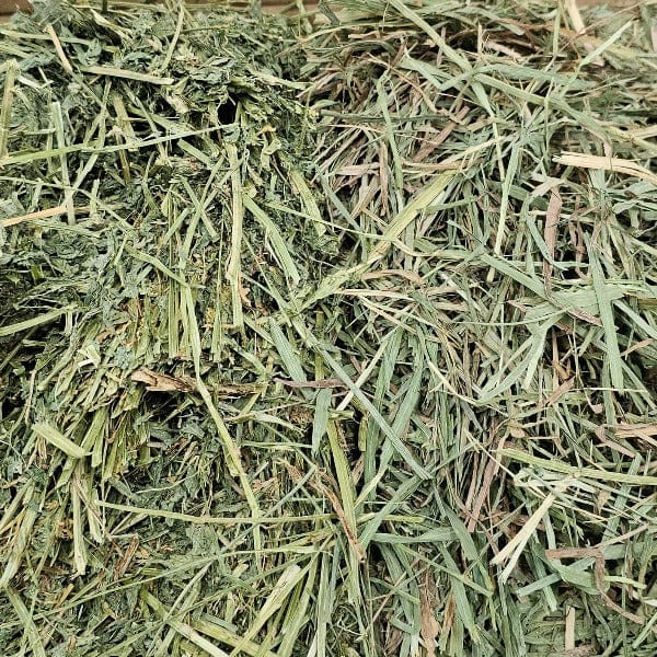 Blue Mountain Hay High-Altitude Young Pet Hay Blend, 5lb - Image 2