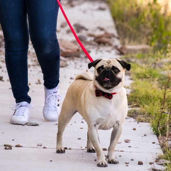 Coastal Accent Microfiber Dog Leash - Image 3