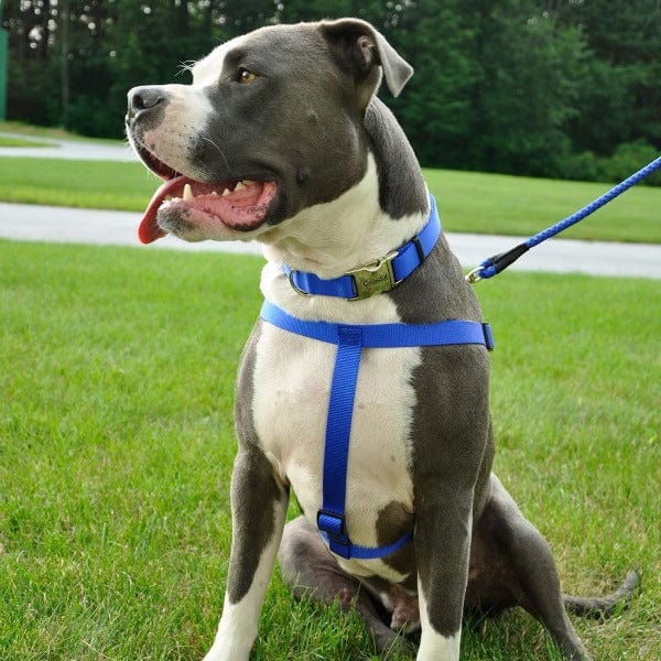 Comfort Wrap Adjustable Nylon Dog Harness - Image 2