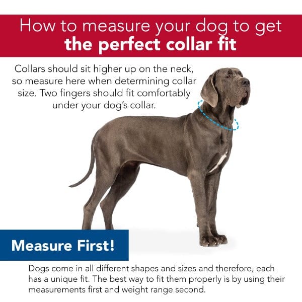 Coastal Double Ply Nylon Pink Dog Collar - Image 3