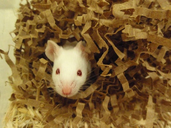 Eco Bedding for Small Pets - Image 10