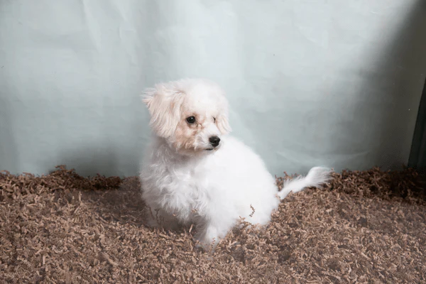 Eco Bedding for Small Pets - Image 8