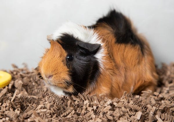 Eco Bedding for Small Pets - Image 9