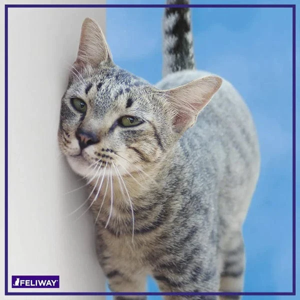 FELIWAY CLASSIC 30 Day Refill - Image 7