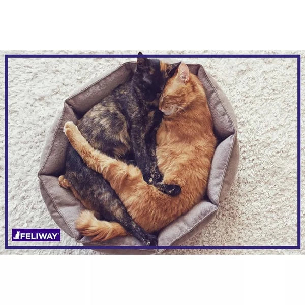 FELIWAY FRIENDS 30 Day Refill - Image 7