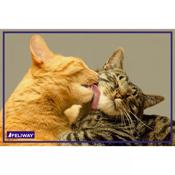 FELIWAY FRIENDS Diffuser Kit for Cats - Image 8