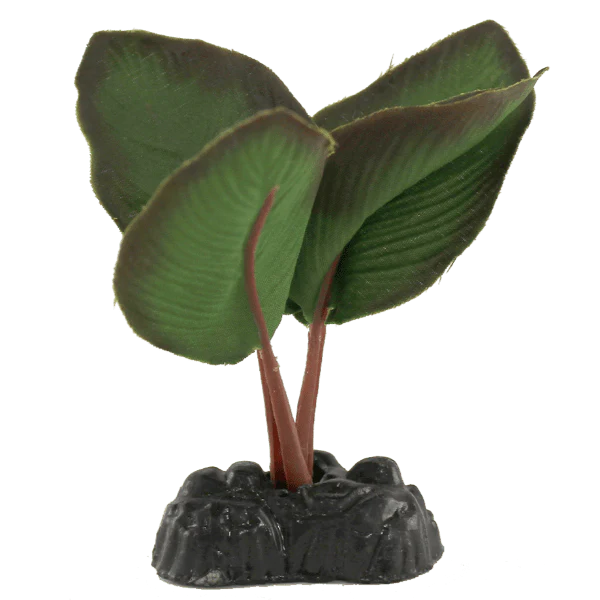 Fish Gear Anubias Silk Betta Plant (4")