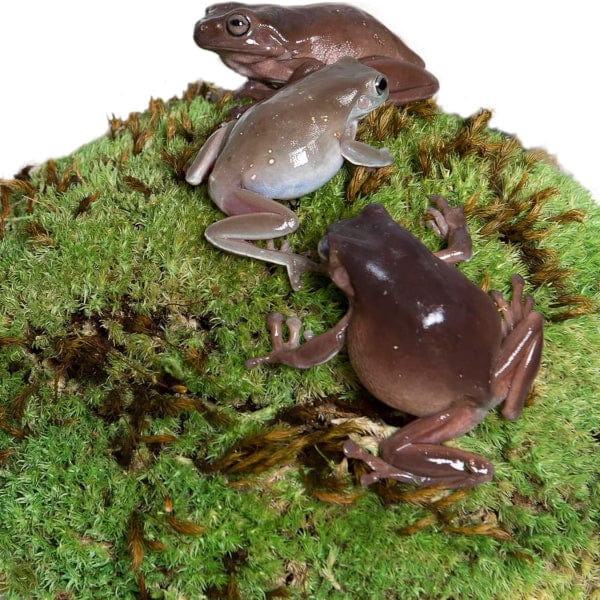Galápagos Pillow Moss - Image 4