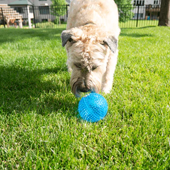 Gnawsome Extra Large Squeaker Ball - Image 4