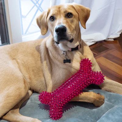 Gnawsome Mega Squeaker Bone - Image 4