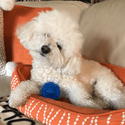 Gnawsome Small Squeaker Ball - Image 4