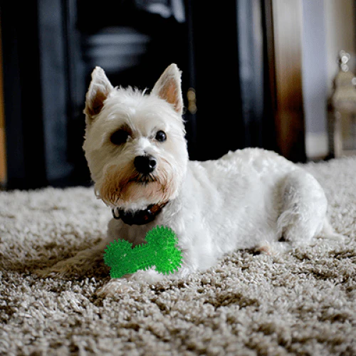 Gnawsome Small Squeaker Bone - Image 4