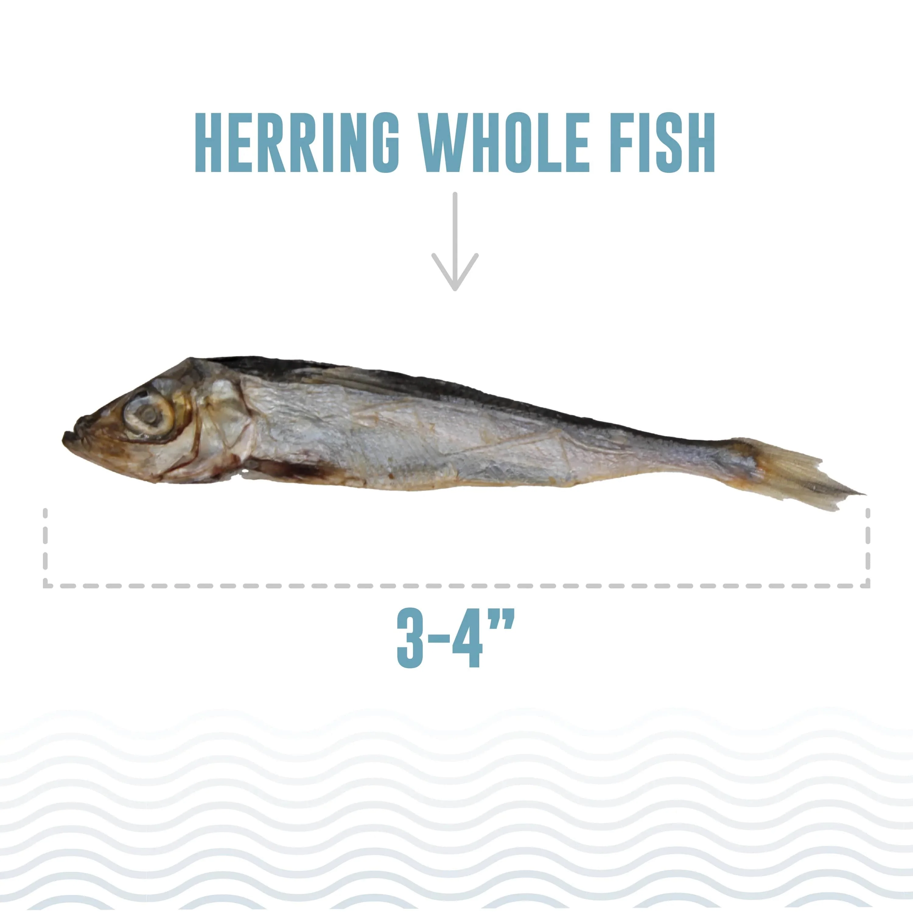 Icelandic+ Herring Whole Fish Dog Treat (SPECIAL ORDER ITEM) - Image 4