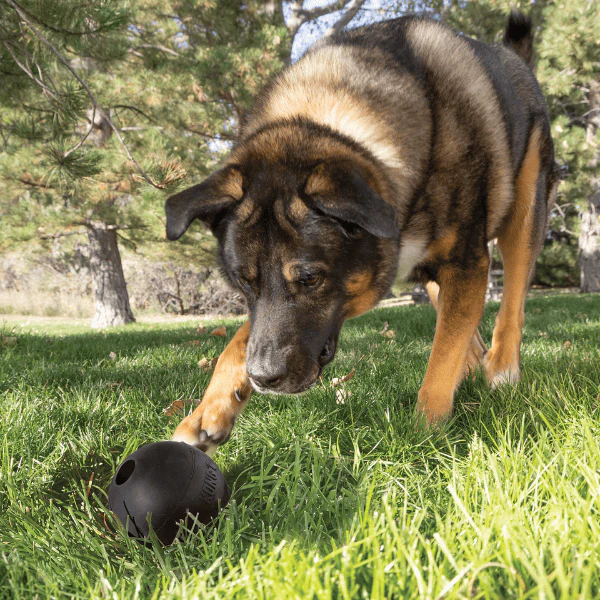 KONG Extreme Ball Dog Toy - Image 5