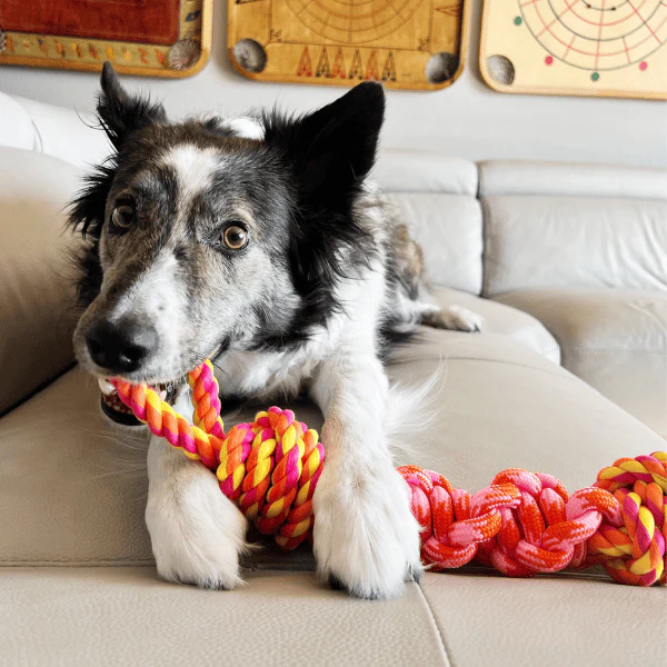 KONG Rope Bunji Dog Toy - Image 4