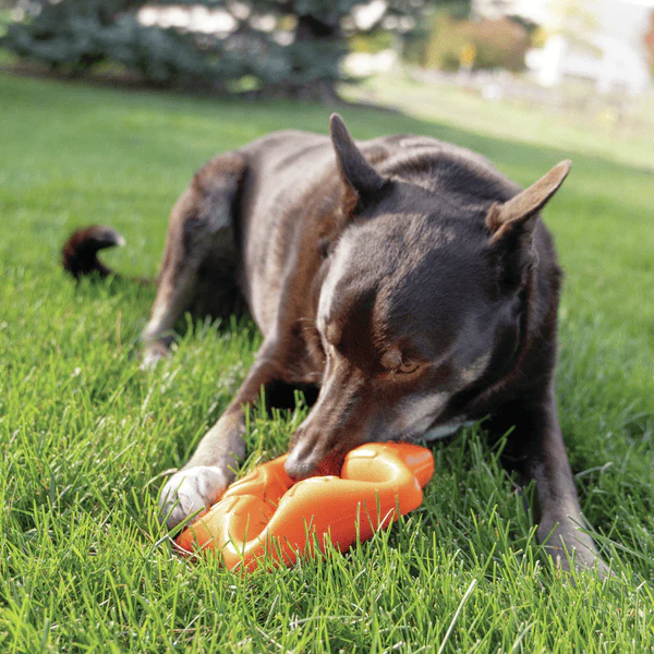 KONG Squeakz Star Dog Toy - Image 5