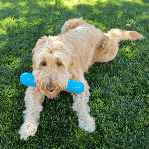 KONG Squeakz Stick Dog Toy - Image 7