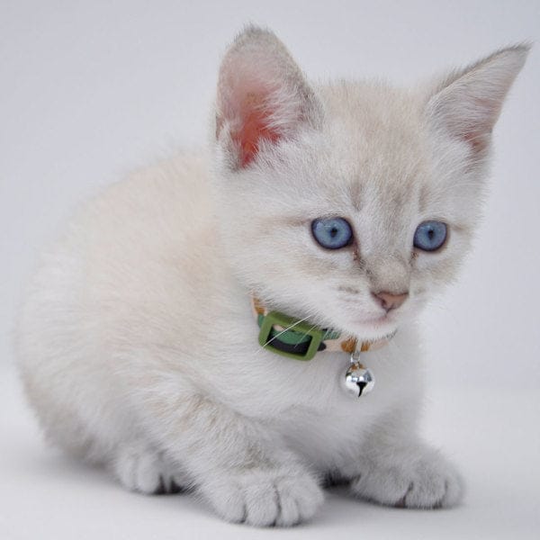 Li'l Pals Adjustable Breakaway Kitten Collar - Image 4