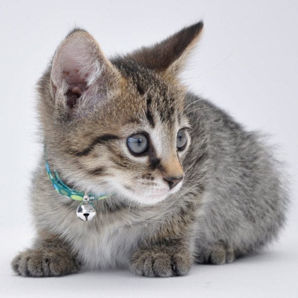 Li'l Pals Adjustable Breakaway Kitten Collar - Image 5