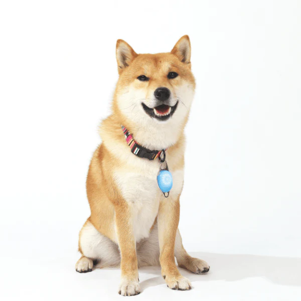 M-PETS Rechargeable LED Jewel for Dogs - Image 6