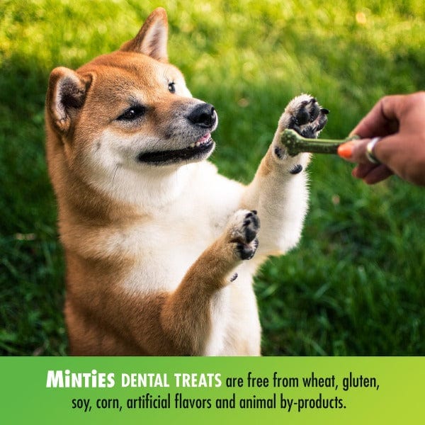 Minties Medium/Large Dental Bones for Dogs - Image 4