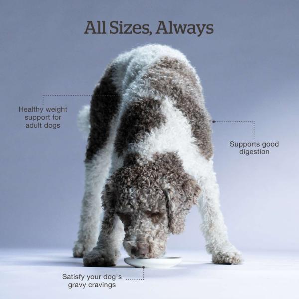 Now Fresh Good Gravy Beef Recipe Senior Dry Dog Food - Image 5