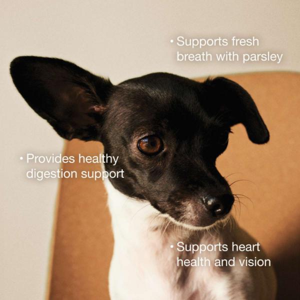 Now Fresh Shredded Chicken & Broth Grain-Free Wet Small Breed Dog Food - Image 3