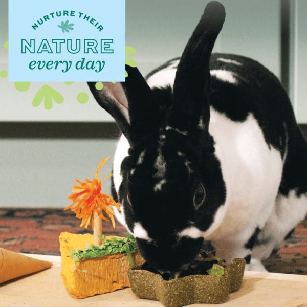 Oxbow Enriched Life - Celebration Salad - Image 2