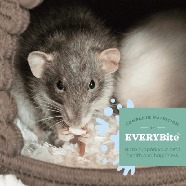 Oxbow Essentials Adult Rat Food - Image 2