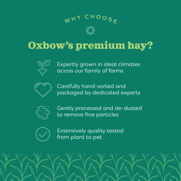 Oxbow Oat Hay - Image 7