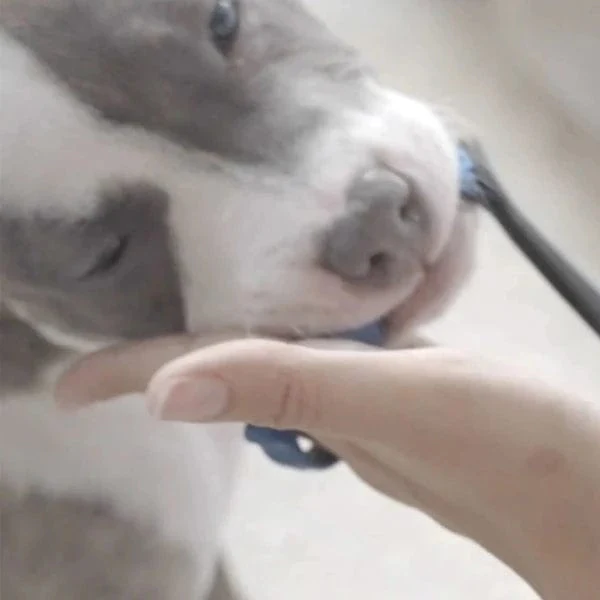 Paw Ready BrushMate Toothbrush with Biteblock - Image 2
