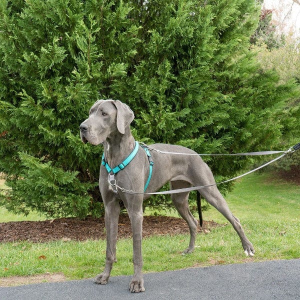PetSafe Anti-Pull Dog Lead - Image 2