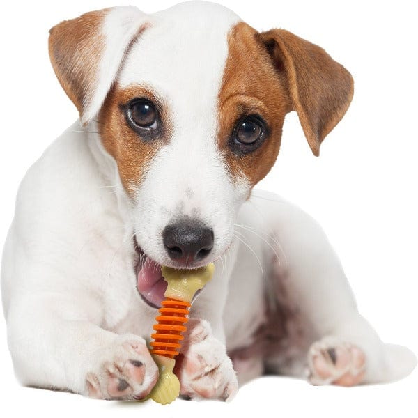 Nylabone PRO Action Dental Power Chew Durable Dog Toy - Image 6