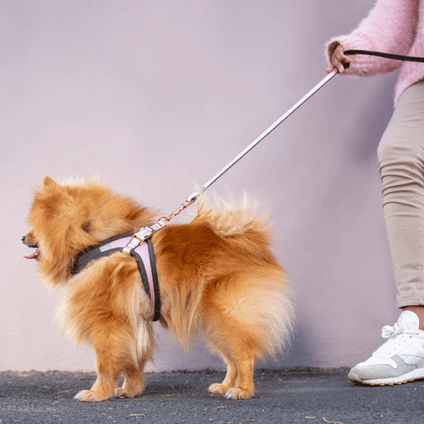 Rogz Urban Classic Dog Lead - Image 2