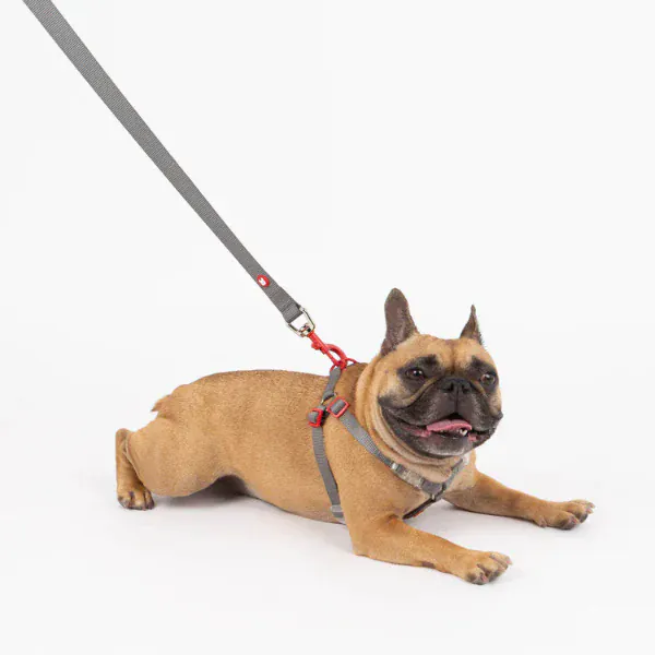 Silver Paw Maximus Webbing Grey Dog Leash - Image 2