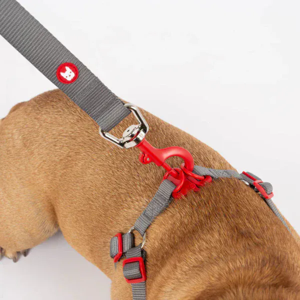 Silver Paw Maximus Webbing Grey Dog Leash - Image 3