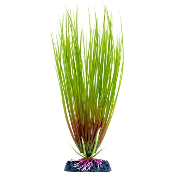 Sinker Plant Hair Grass Small