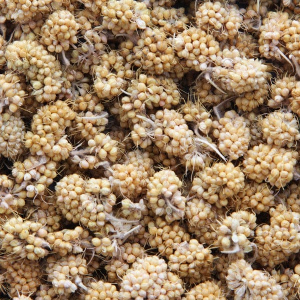 Sunburst Millet Bits Gourmet Natural Bird Treats - Image 2