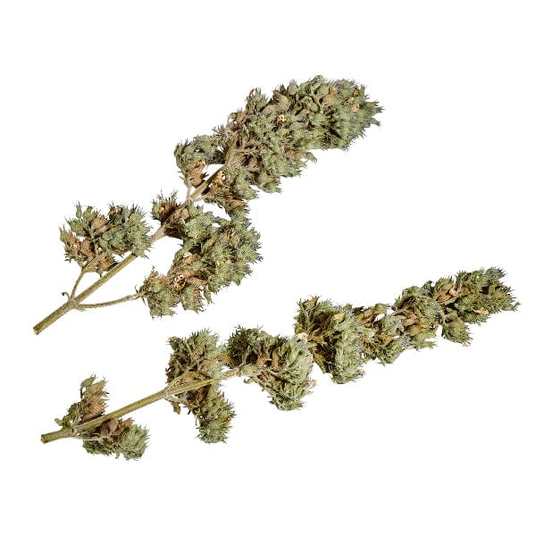 Yeowww! Catnip Buds - Image 2